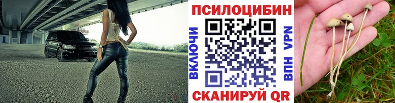 Псилоцибиновые грибы Psilocybe  Россошь 